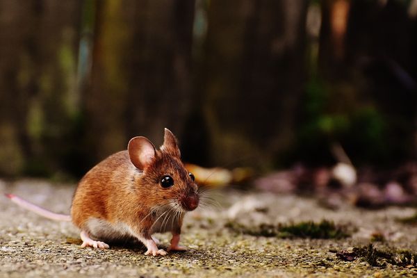 Wszyscy niechaj uciekają - jak w domowy sposób pozbyć się gryzoni